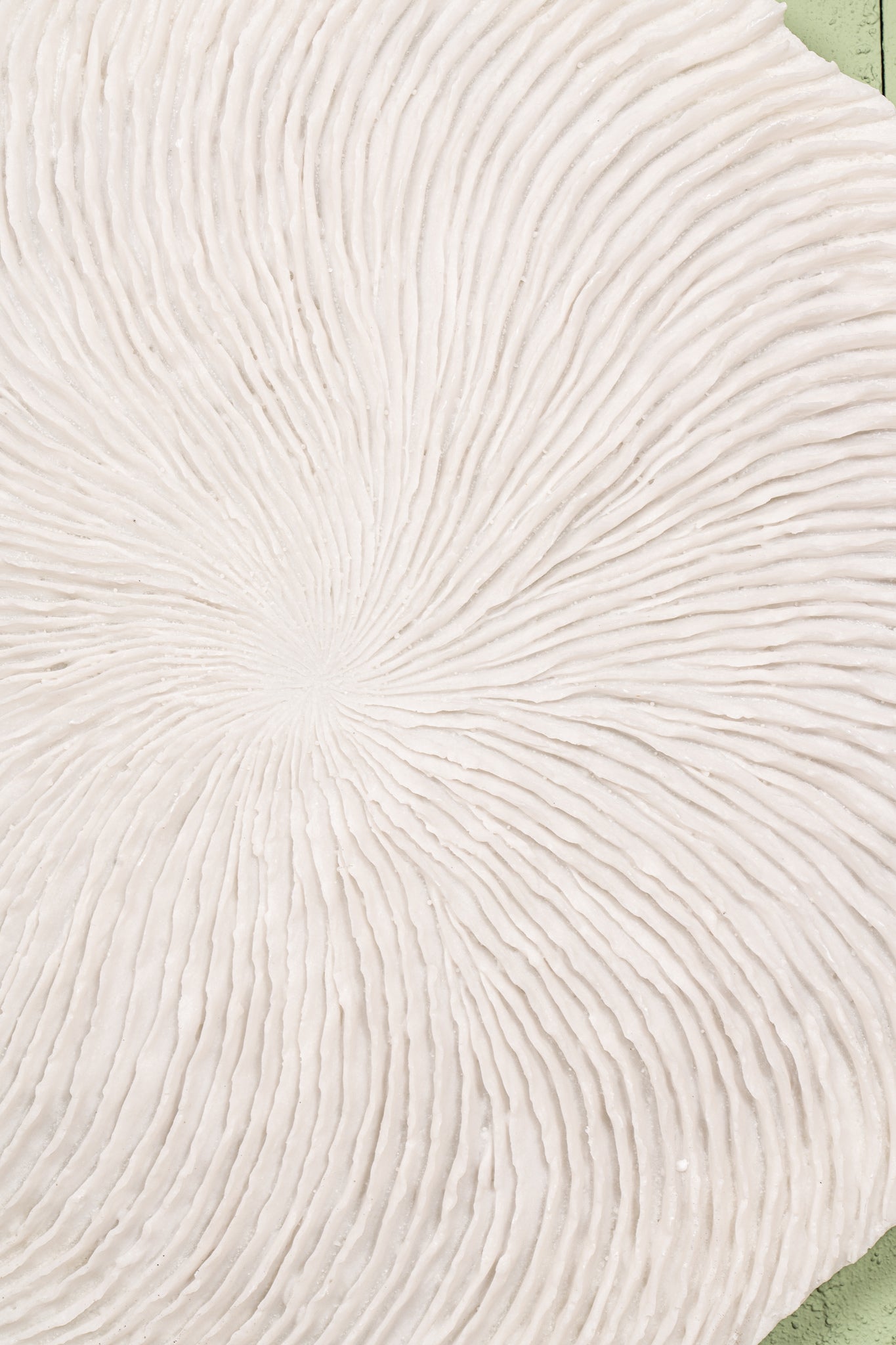 Kathelle White Poly Round Coral Shaped Wallpanel S PTMD