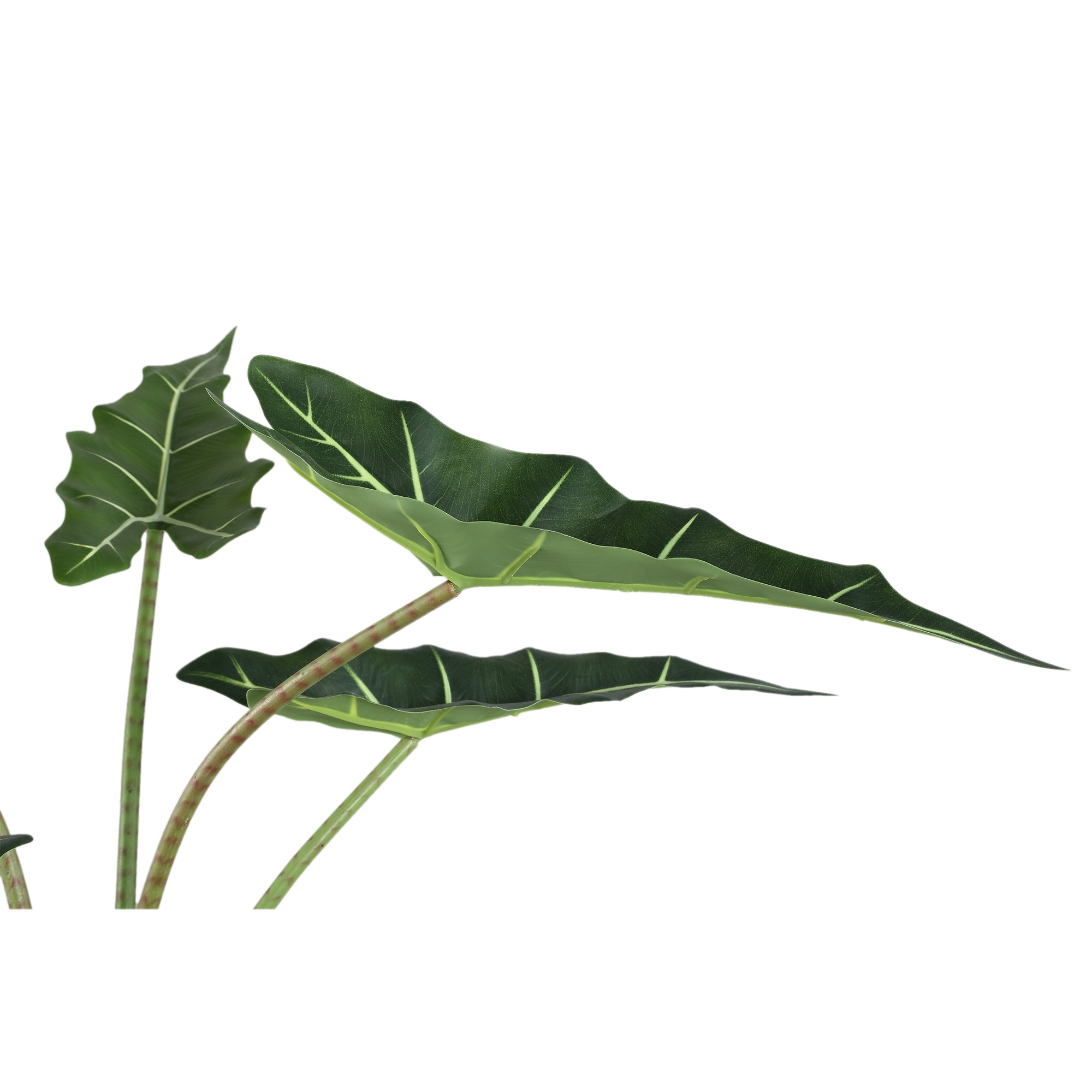 Leaves Plant Green Alocasia Plant In Pot S 60x76x80cm PTMD