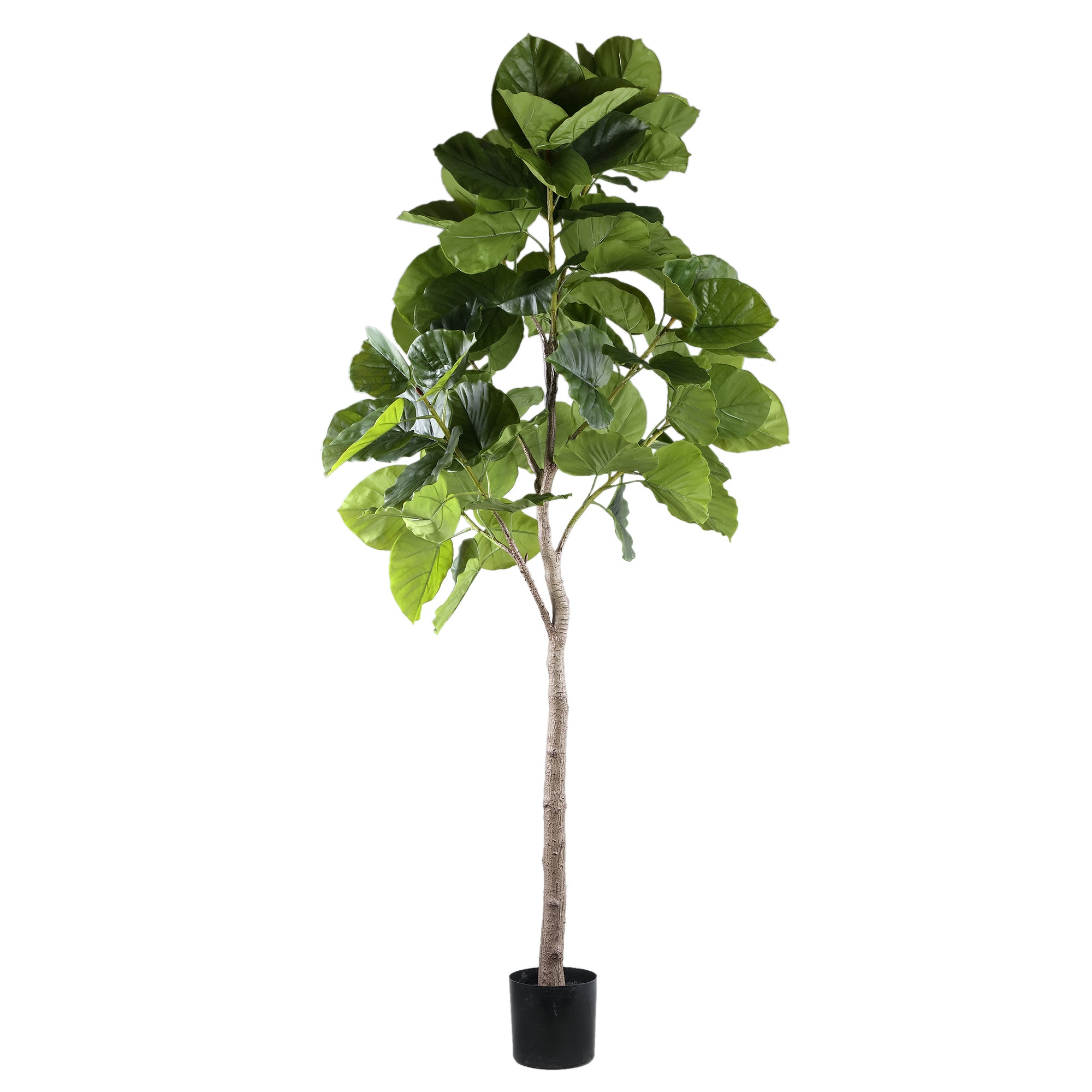 Tree Green Ficus Tree In Pot L 118x 85x183cm PTMD
