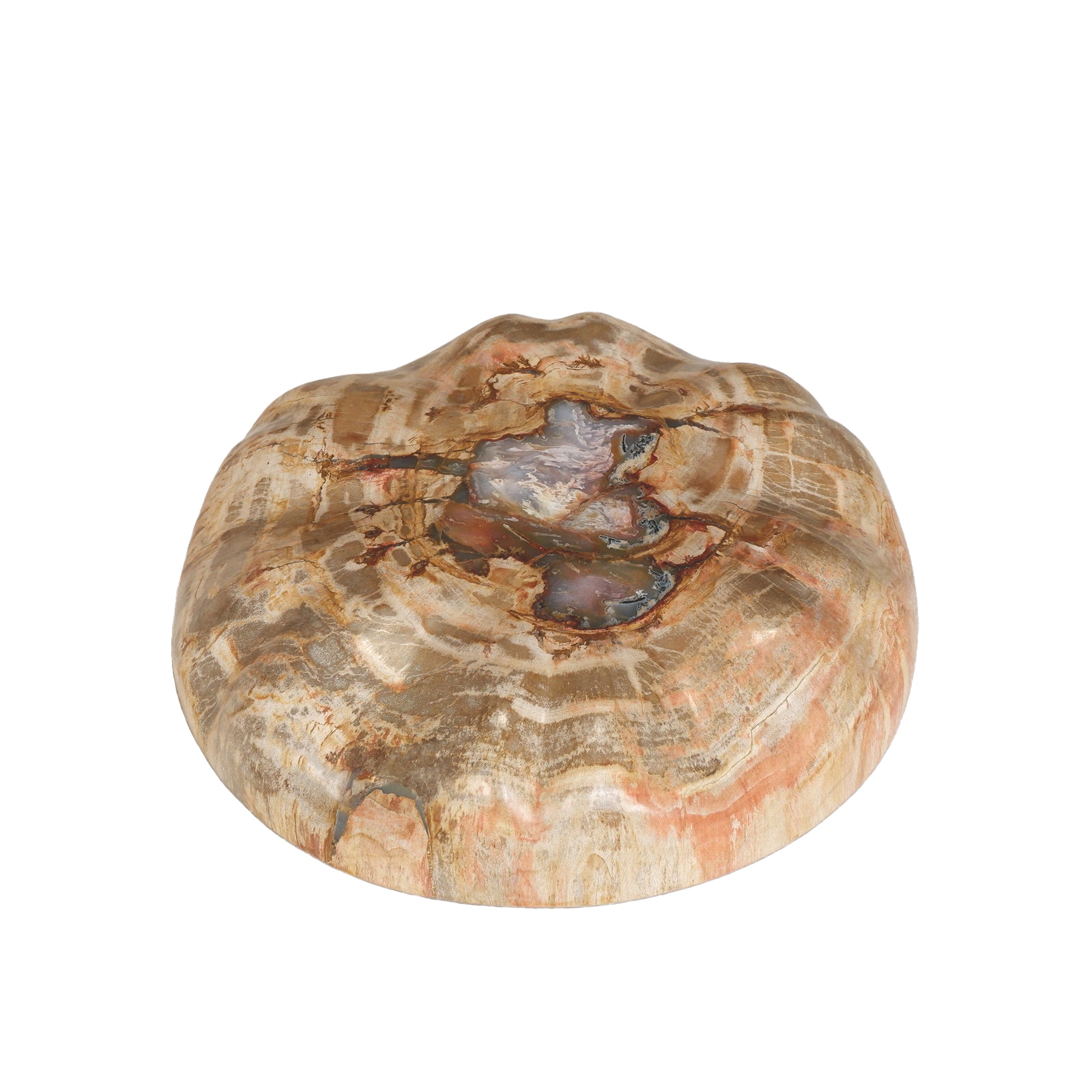 Bethe Natural Petrified Wood Half Ball Display L PTMD