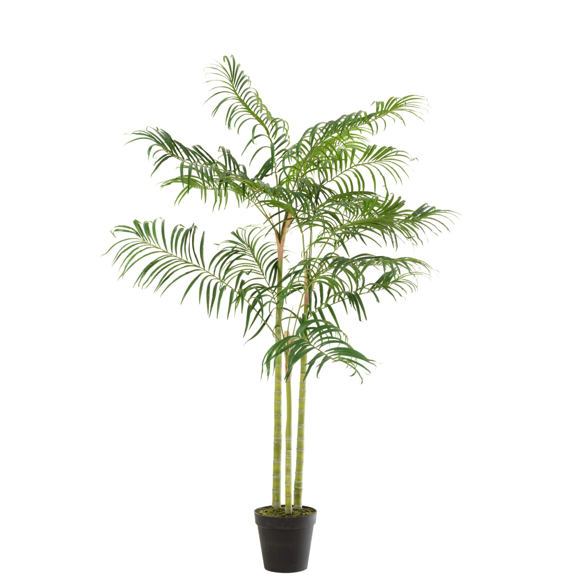 Bamboepalm In Pot Plastiek Groen/Zwart Small J-Line
