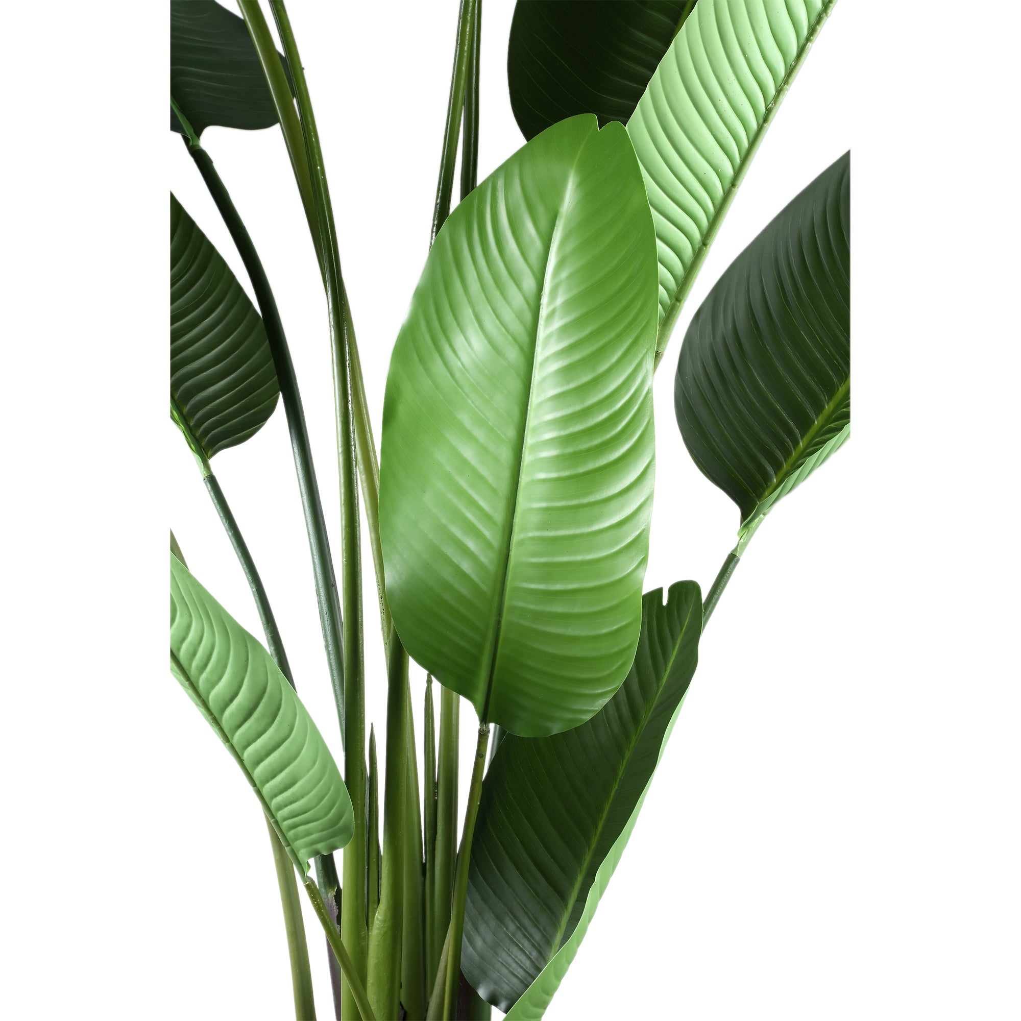 Leaves Plant Green PE Real Touch Strelitzia L 110x63x235cm PTMD - Kunstplant - PTMD - livinglovely.nl