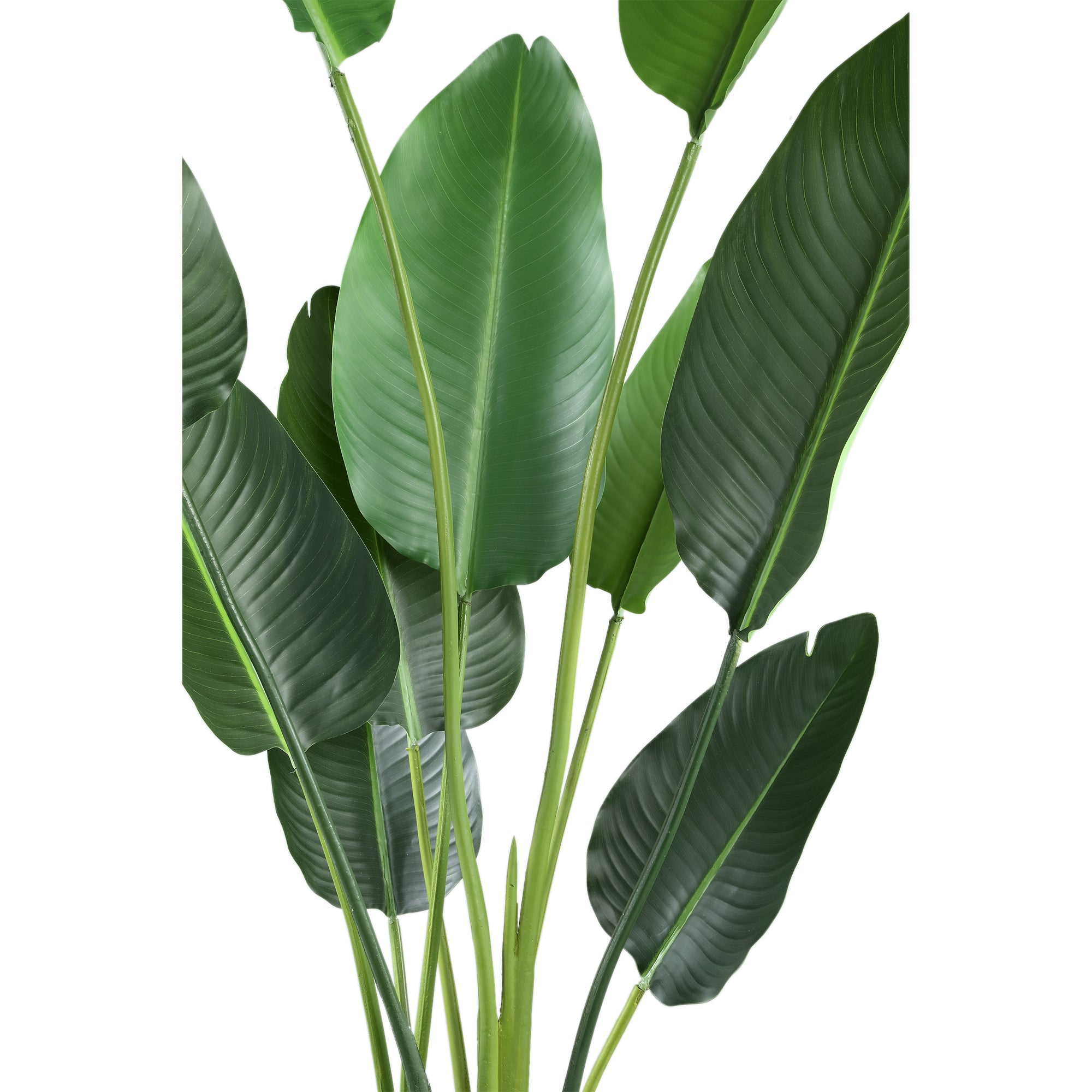 Leaves Plant Green PE Real Touch Strelitzia M 85x73x150cm PTMD - Kunstplant - PTMD - livinglovely.nl