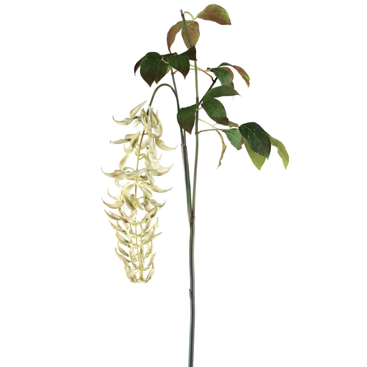 Leaves Plant White Strongylondon Spray van PTMD, witte kunsttak met lange zijtakken van 150cm