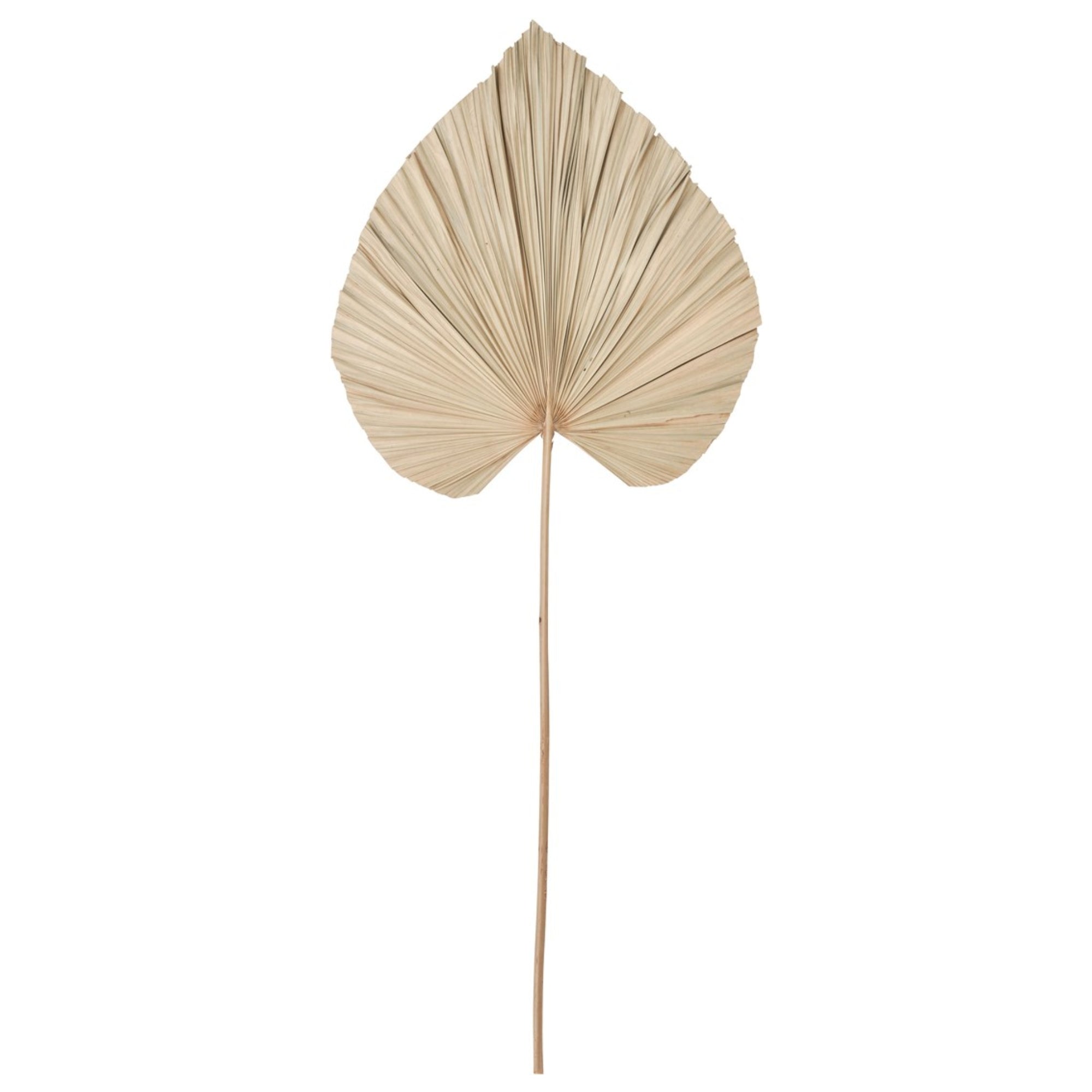 Must Living Wandblad Palm Large - Wanddecoratie - MUST Living - livinglovely.nl