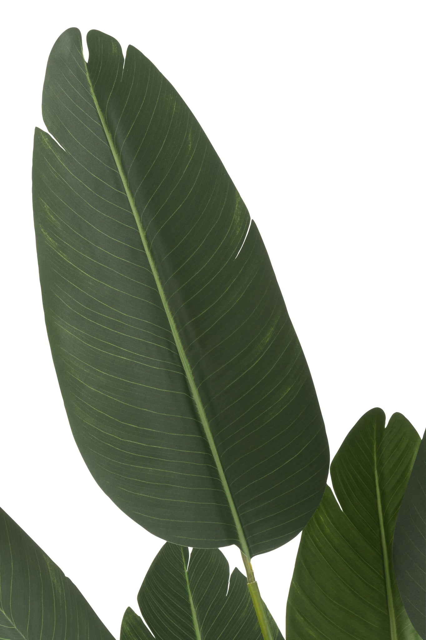 Strelitzia Plastiek Groen Small