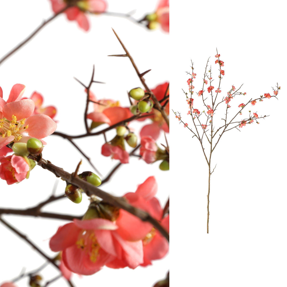 Blossom Flower Pink Cherry Blossom L PTMD