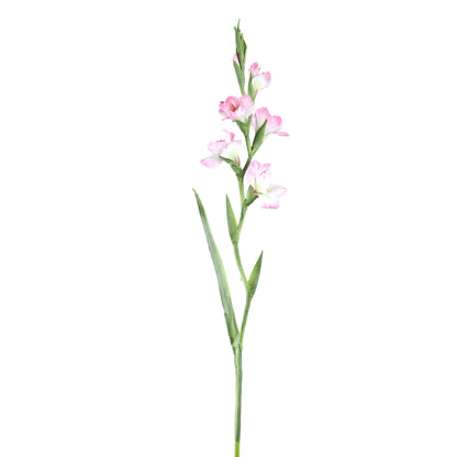 Garden Flower Light Pink Gladiolus With Leaves PTMD