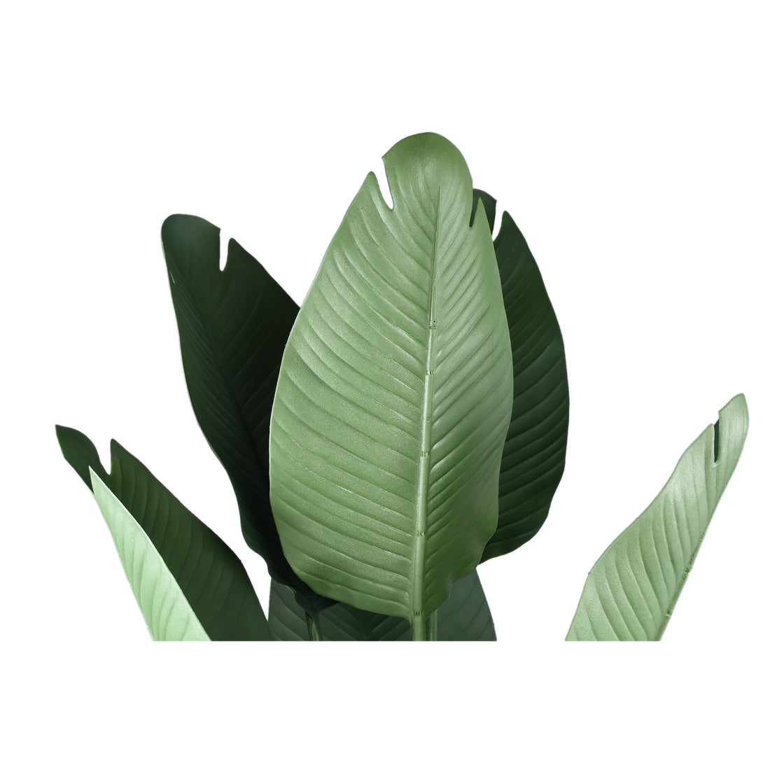 Tree Green Travellers Palm 6 Leaves In Plastic Pot 75x75x120cm PTMD