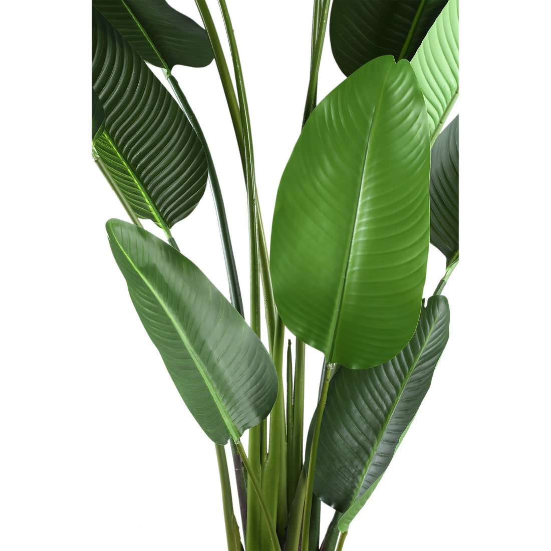 Leaves Plant Green PE Real Touch Strelitzia XL 130x87x310cm PTMD