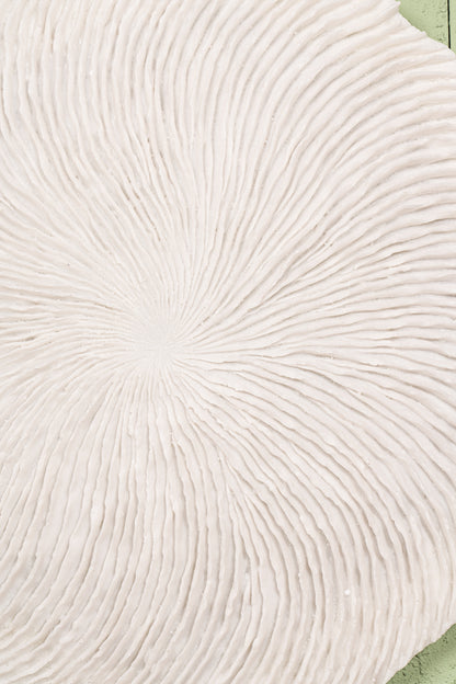 Kathelle White Poly Round Coral Shaped Wallpanel S PTMD