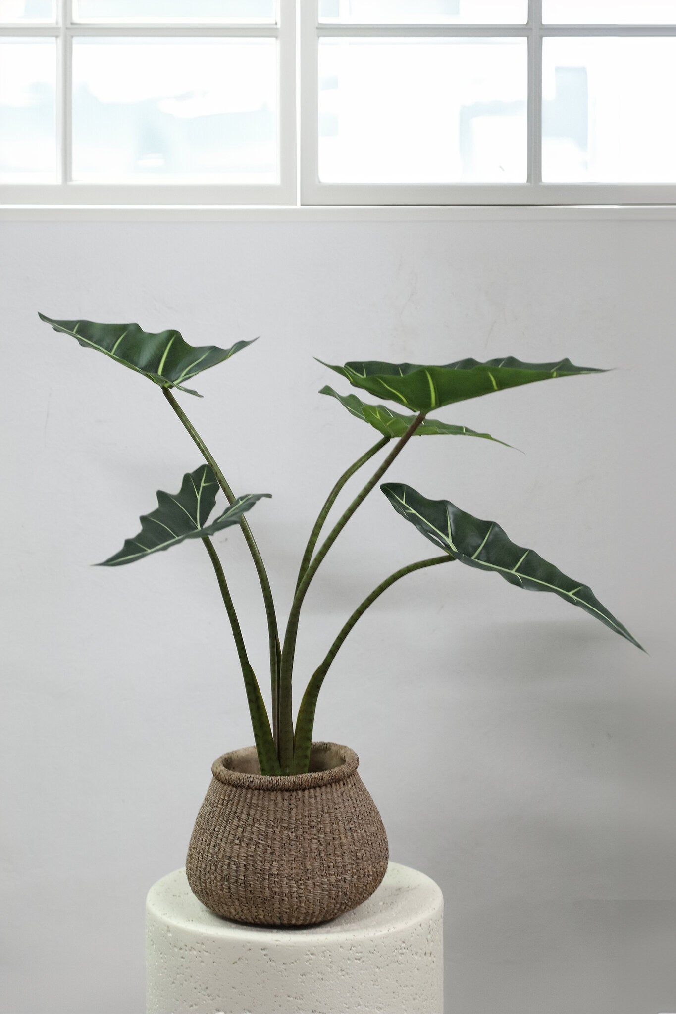 Leaves Plant Green Alocasia Plant In Pot S 60x76x80cm PTMD