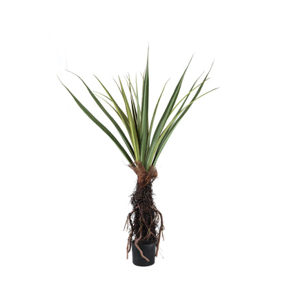 Tree Green Pandanus tree in pot 130x130x150cm PTMD