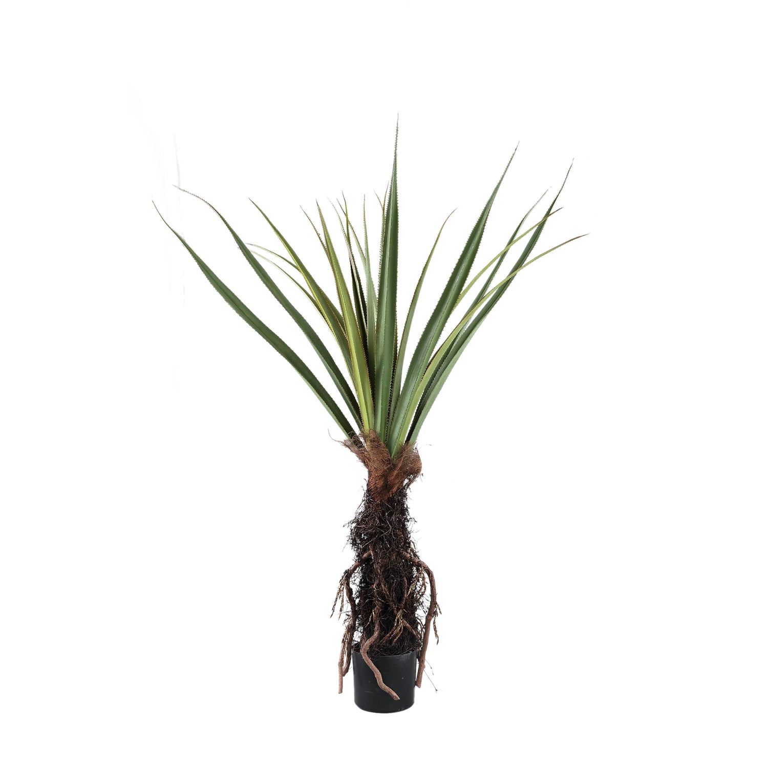 Tree Green Pandanus tree in pot 130x130x150cm PTMD