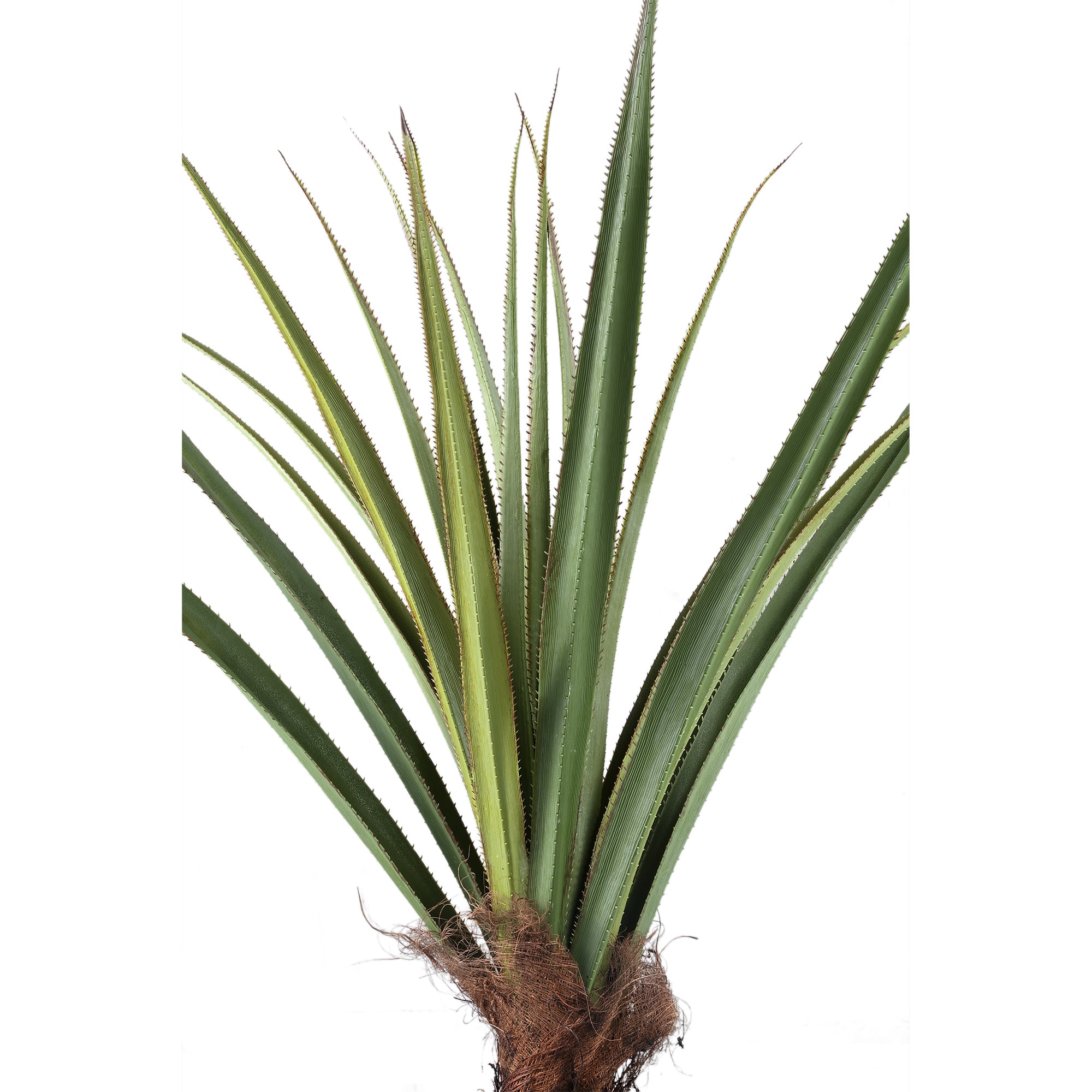 Tree Green Pandanus tree in pot 130x130x150cm PTMD