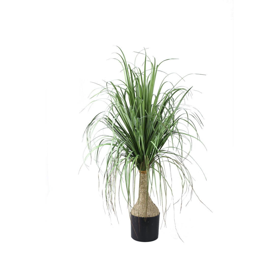 Leaves Plant Green Onion Grass On Coconut Tree A PTMD