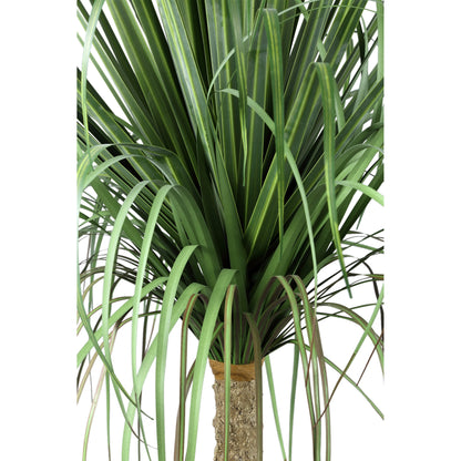 Leaves Plant Green Onion Grass On Coconut Tree A PTMD