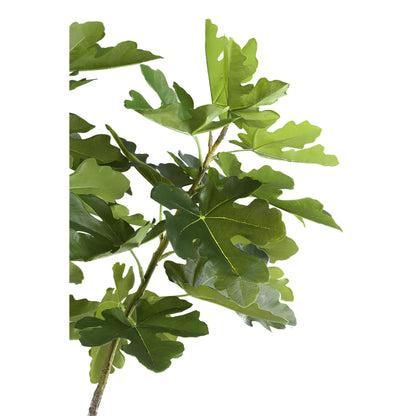 Tree Green Fig Tree In Pot L 118x110x152,5cm PTMD