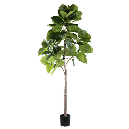 Tree Green Ficus Tree In Pot L 118x 85x183cm PTMD