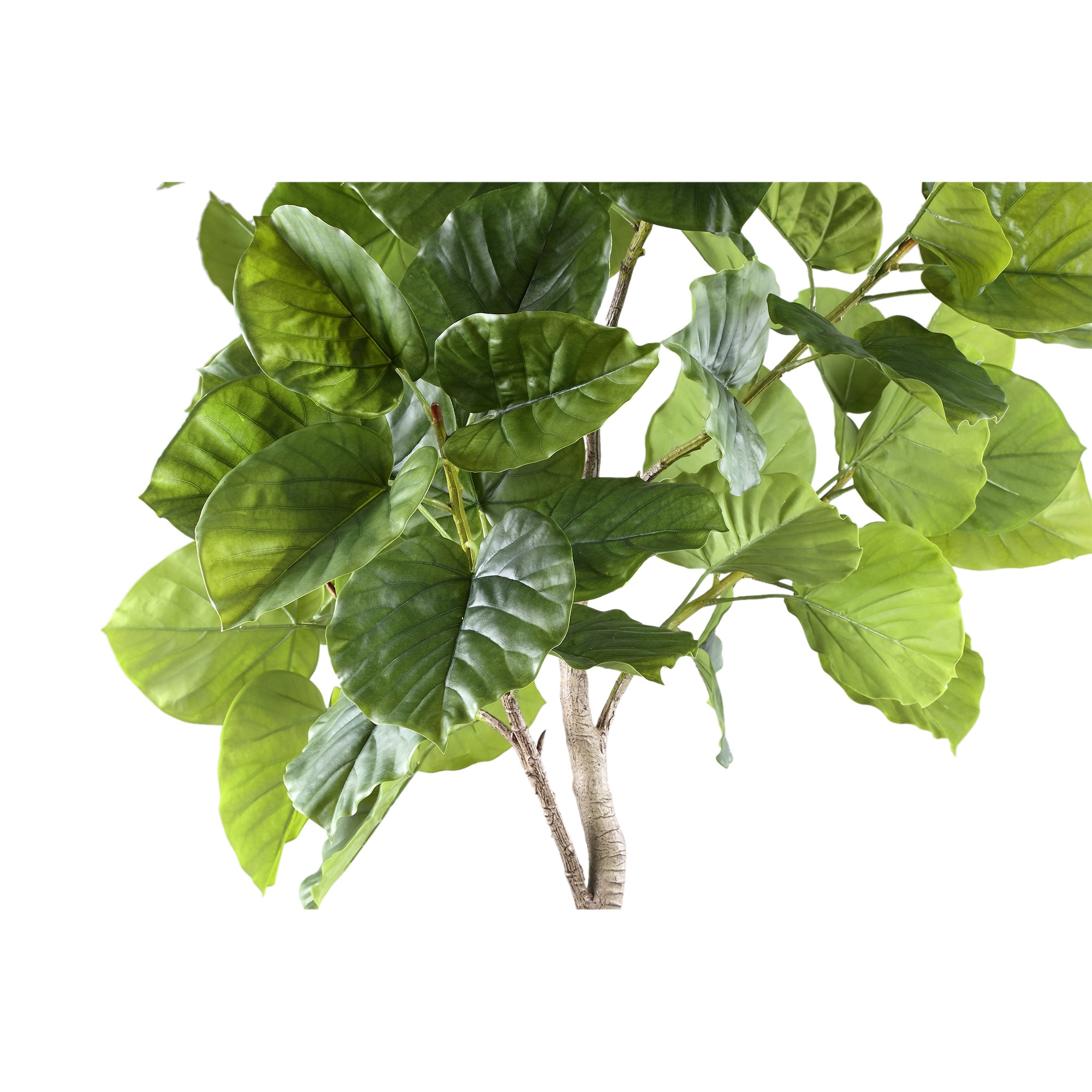 Tree Green Ficus Tree In Pot L 118x 85x183cm PTMD