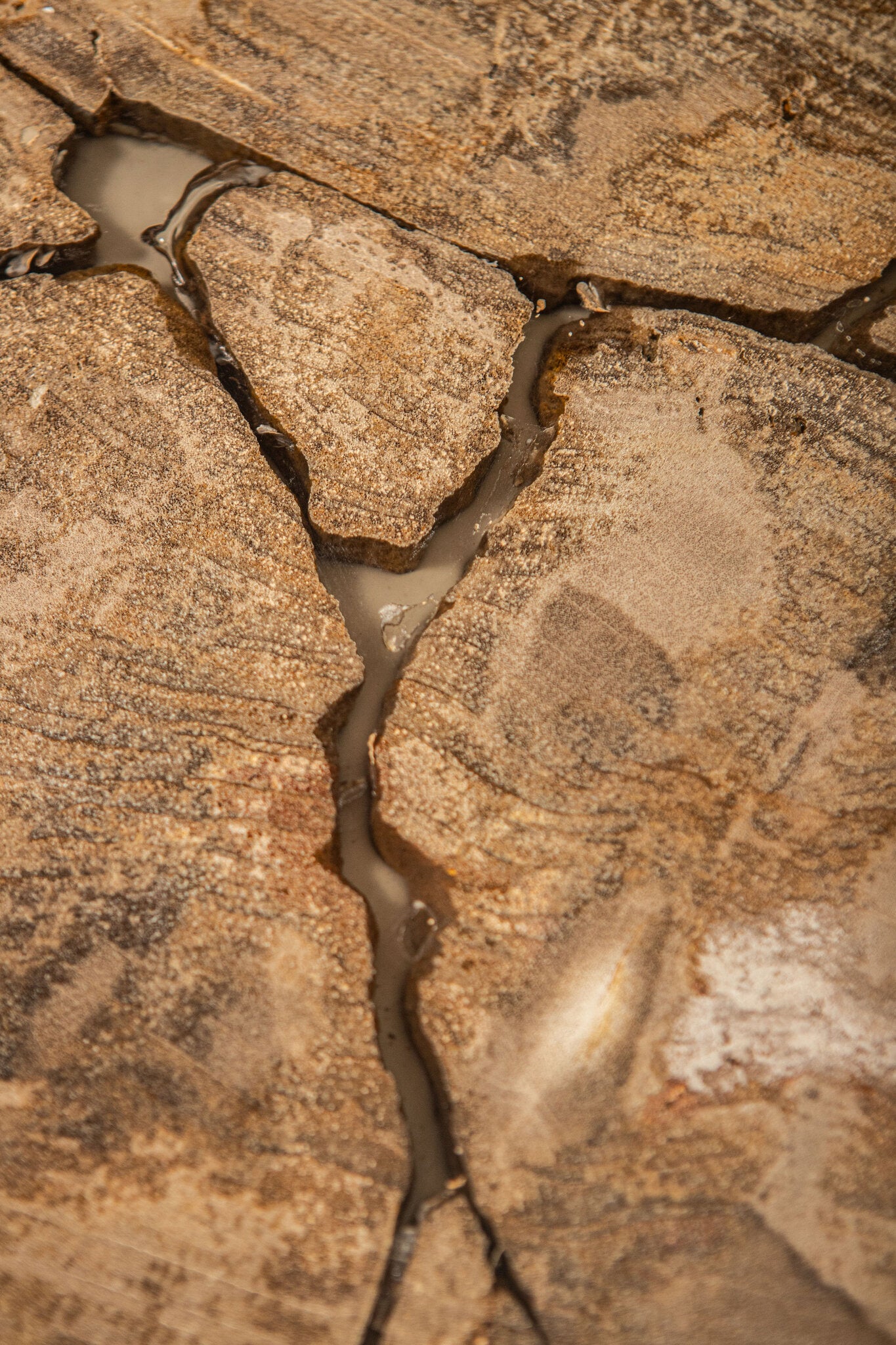 Taly Koffietafel Versteend Hout Naturel Large PTMD