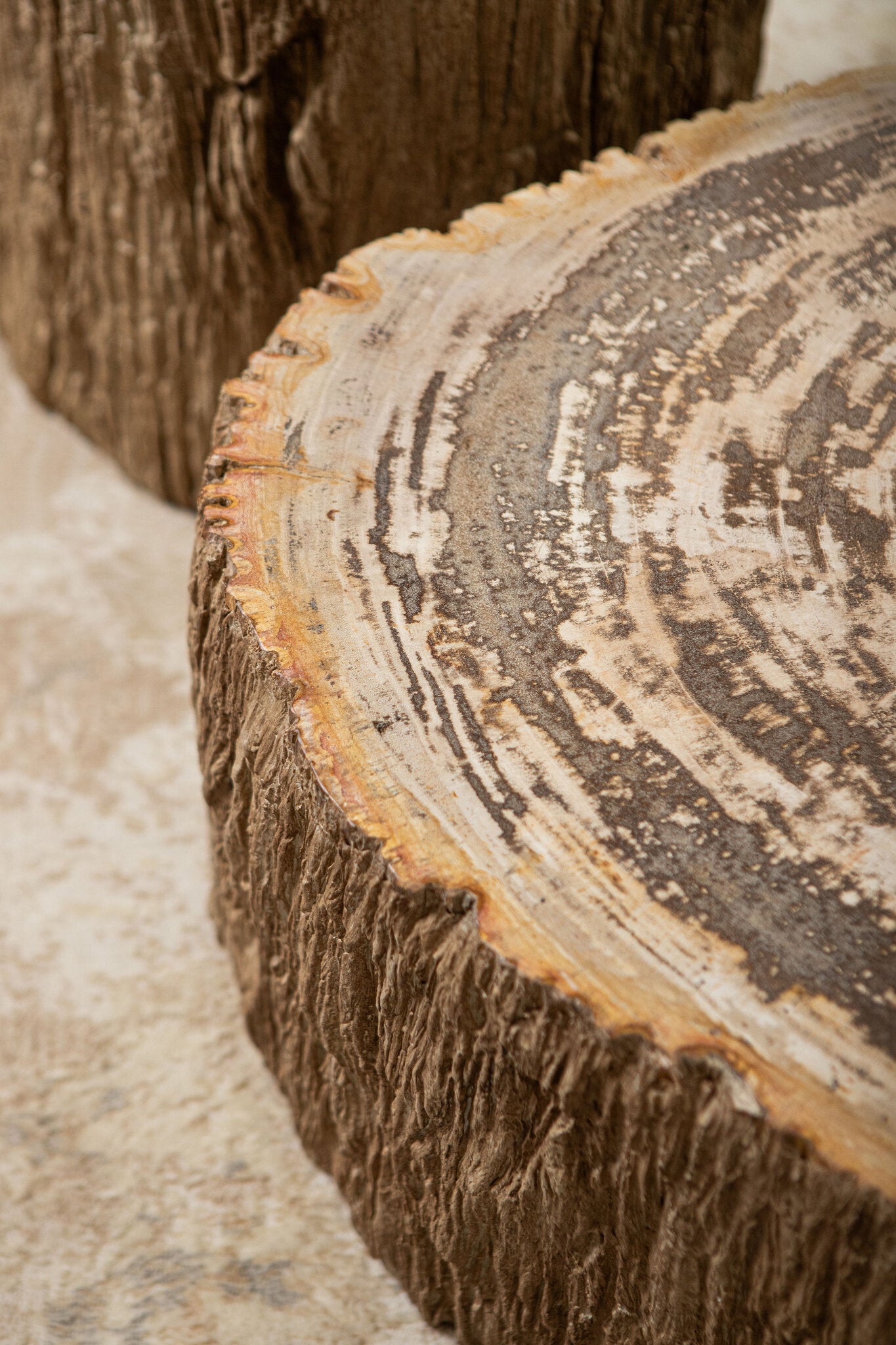 Taly Koffietafel Versteend Hout Naturel Large PTMD