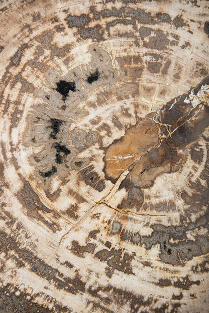 Taly Koffietafel Versteend Hout Naturel Large PTMD