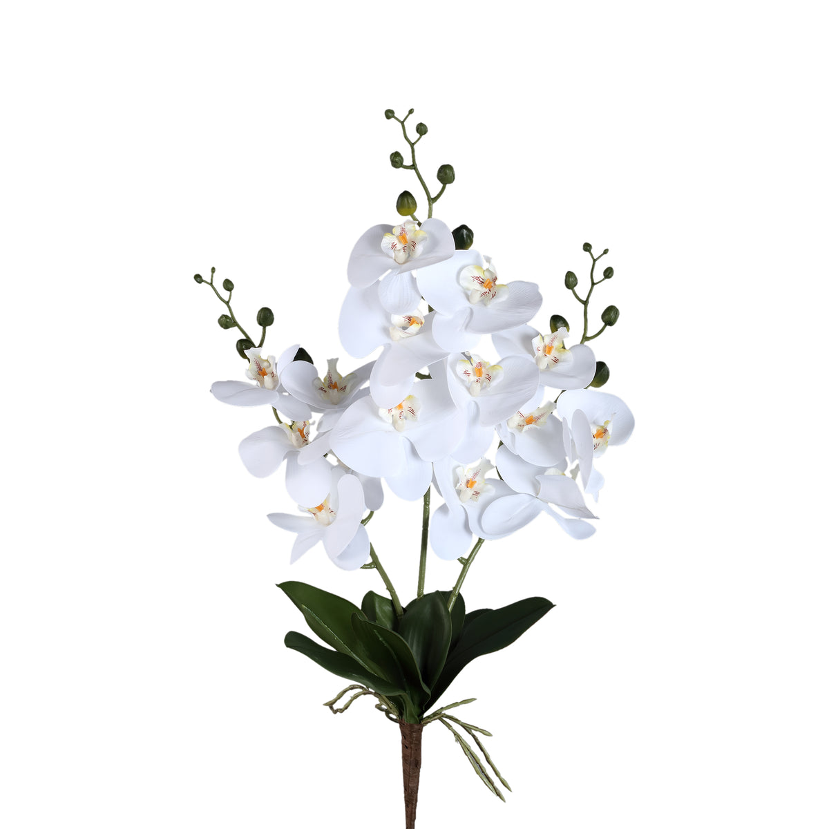 Orchid Flower White Phalaenopsis Plant Bush PTMD