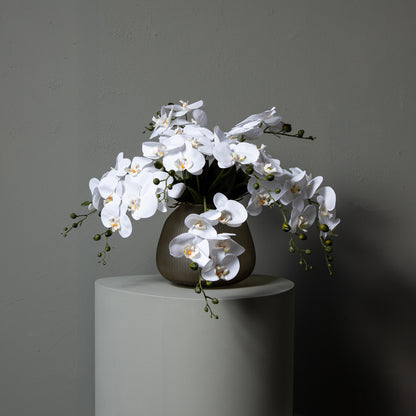 Orchid Flower White Phalaenopsis Plant Bush PTMD