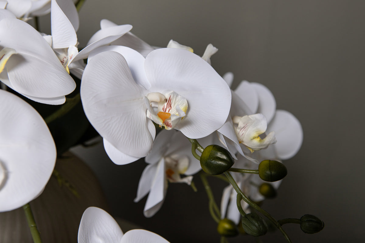 Orchid Flower White Phalaenopsis Plant Bush PTMD