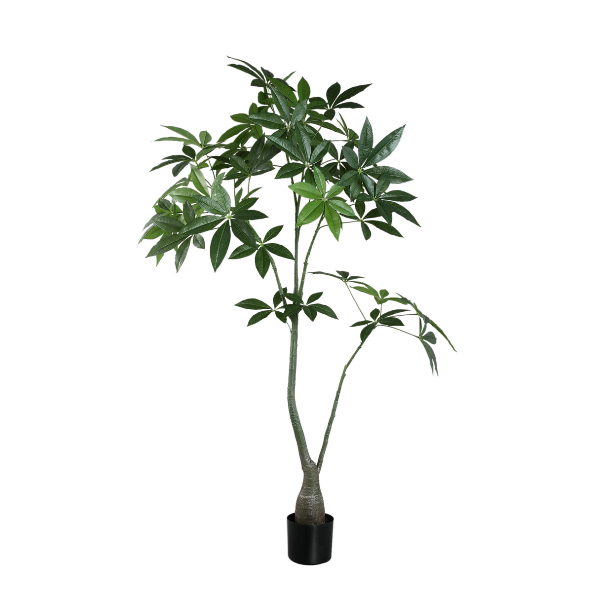 Leaves Plant Green Pachira Plant In Pot