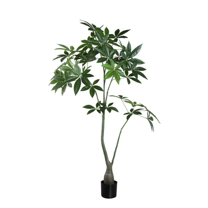 Leaves Plant Green Pachira Plant In Pot