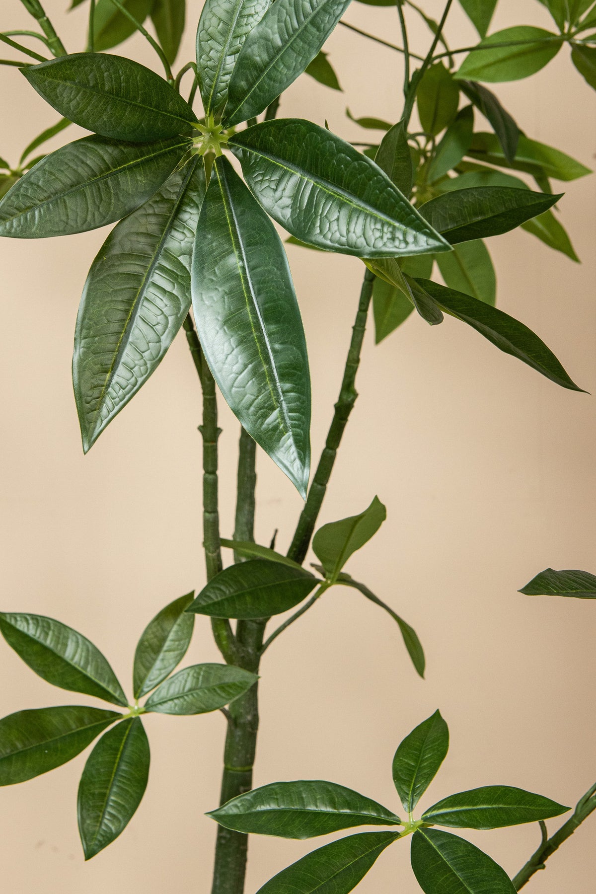 Leaves Plant Green Pachira Plant In Pot