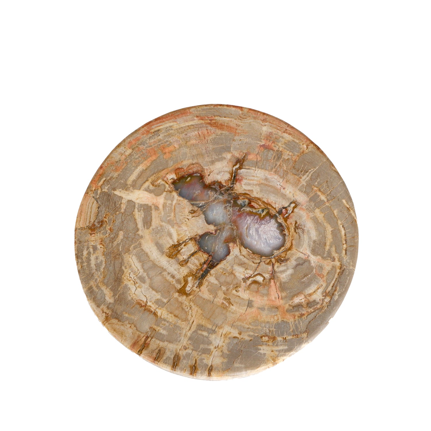 Bethe Natural Petrified Wood Half Ball Display L PTMD