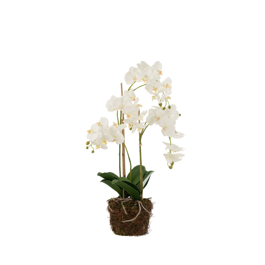 Orchidee In Aarde Plastiek Wit/Groen Large 32x32x75cm