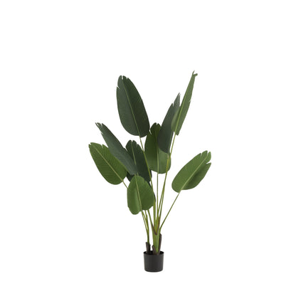 Strelitzia Plastiek Groen Small