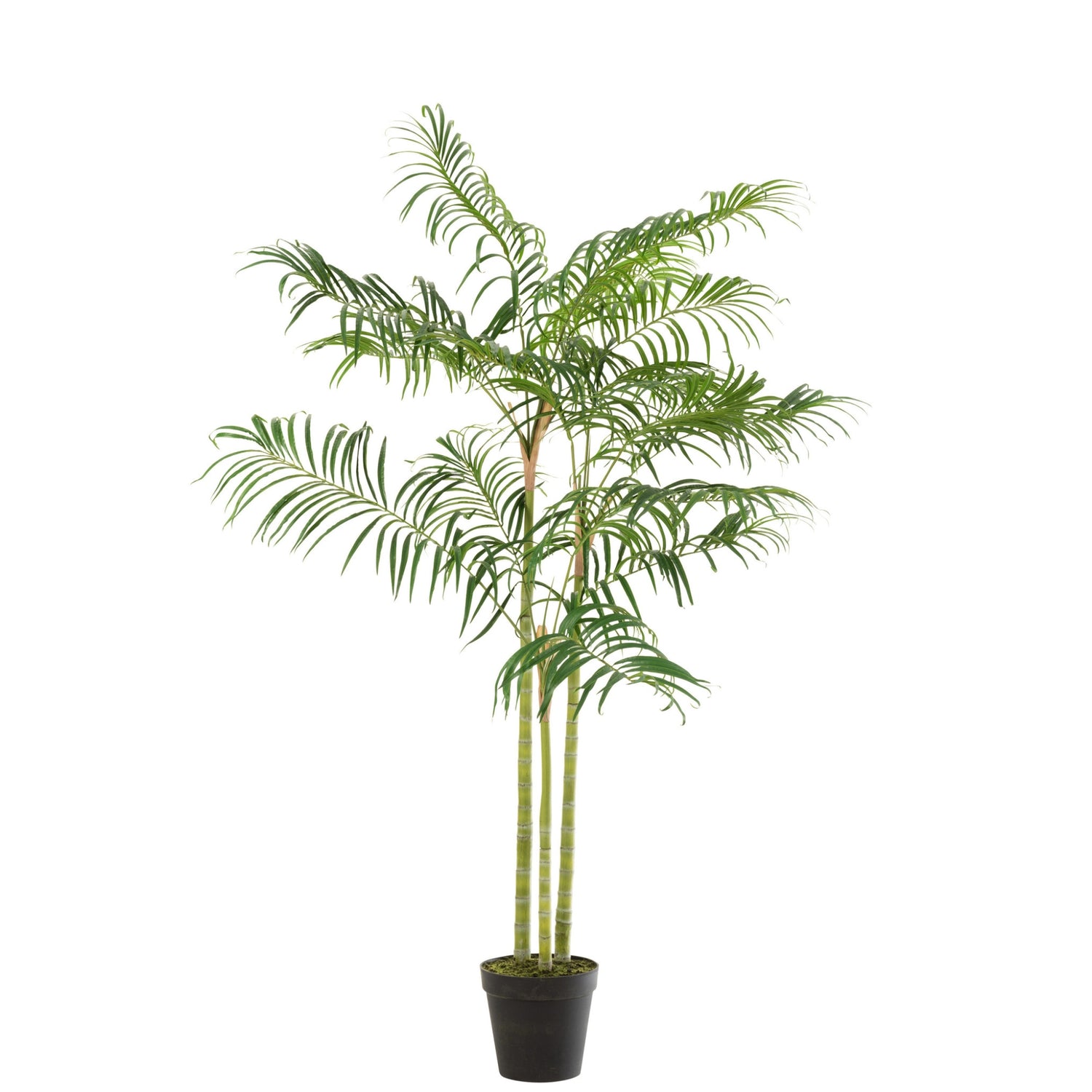 Bamboepalm In Pot Plastiek Groen/Zwart Small J-Line