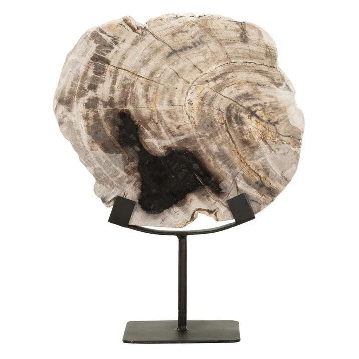 Detailfoto van het versteend hout van de Statue Fossil van MUST Living