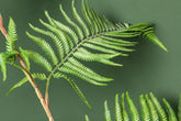 Fern Plant Green Sword Fern Plant In Black Pot 125x70x150cm PTMD - Kunstplant - PTMD - livinglovely.nl