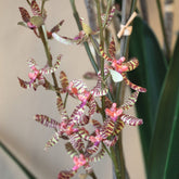 Detail van de groene orchideebloemen langs de steel van de Renanthera van PTMD
