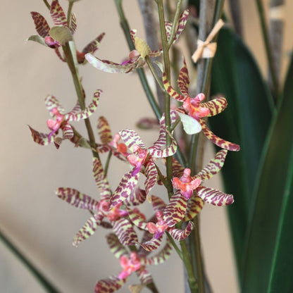 Detail van de groene orchideebloemen langs de steel van de Renanthera van PTMD