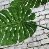 Detail van de ingesneden bladeren van de grote kunstmonstera van PTMD