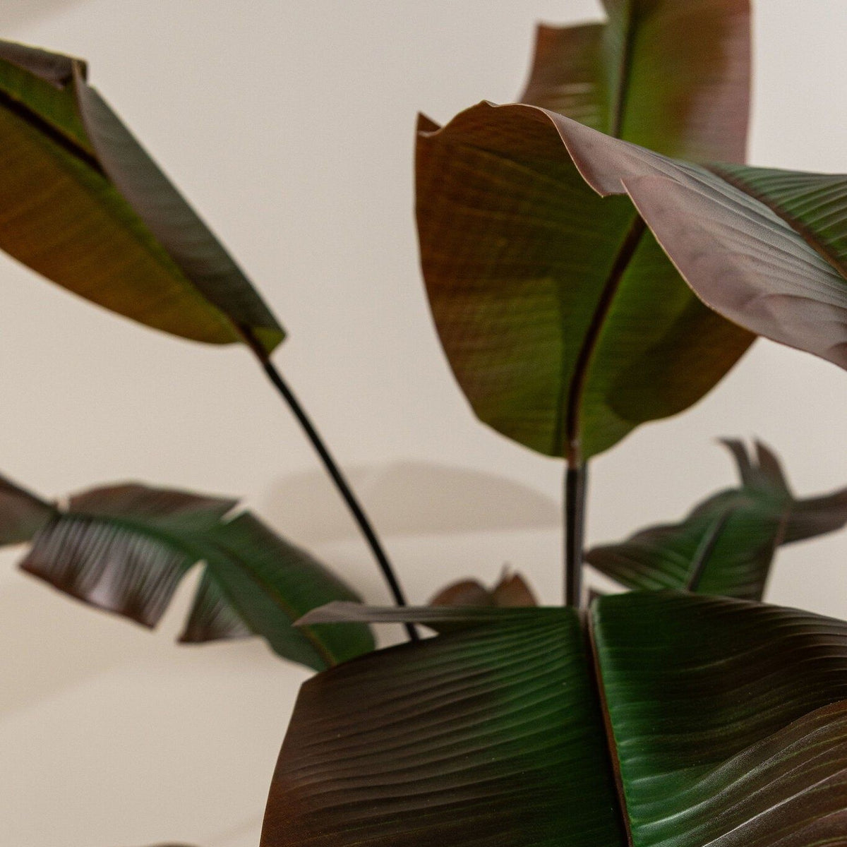 Detail van het peddelvormige blad en de rode accenten van de kunststrelitzia van PTMD
