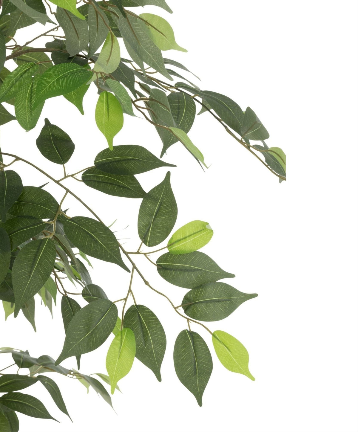 Diepgroen blad van de kunstficus van J-Line van dichtbij op de houten stam