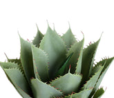 Groene kunstagave van PTMD van opzij met zicht op de rozetvorm