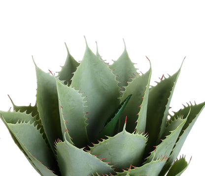 Groene kunstagave van PTMD van opzij met zicht op de rozetvorm