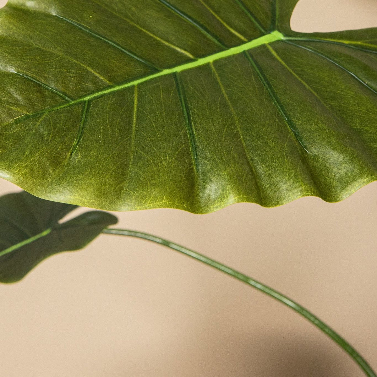 Detail van het pijlvormige blad met lichte nerven van de kunstalocasia van PTMD