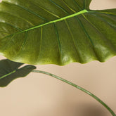 Detail van het pijlvormige blad met lichte nerven van de kunstalocasia van PTMD