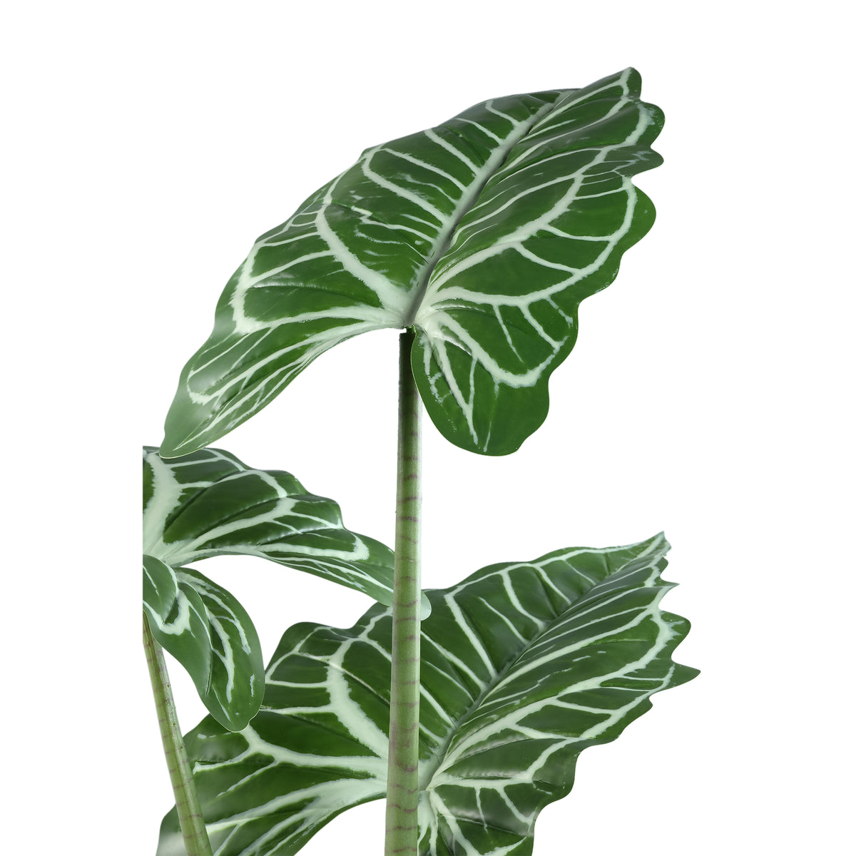 Groene kunstalocasia van PTMD van opzij met brede pijlvormige bladeren