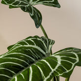Detail van het pijlvormige blad met nerven van de kunstalocasia van PTMD